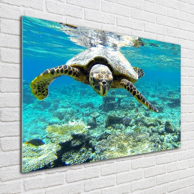 Wall art on glass Sea turtle