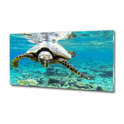 Wall art on glass Sea turtle