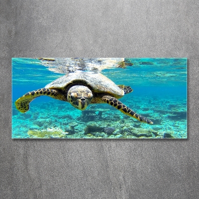 Wall art on glass Sea turtle