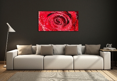 Wall art on glass Drops of water on rose