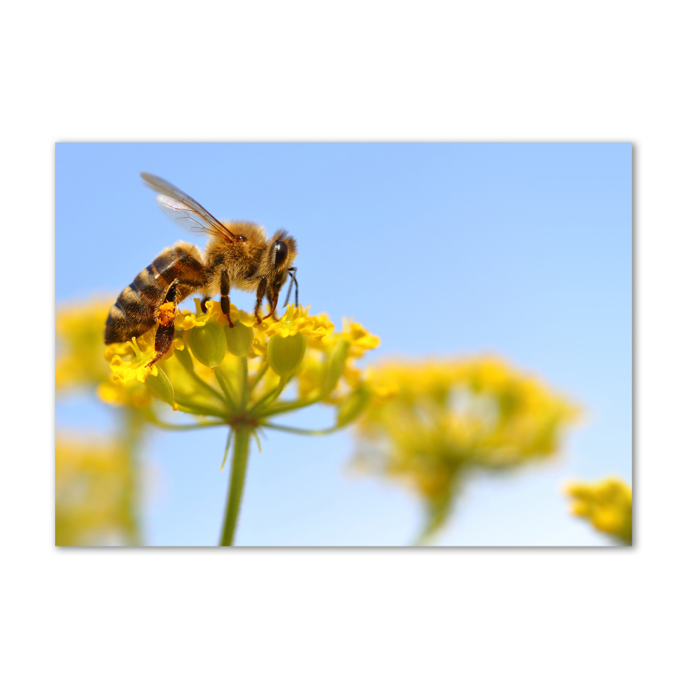 Glass wall art Bee on a flower