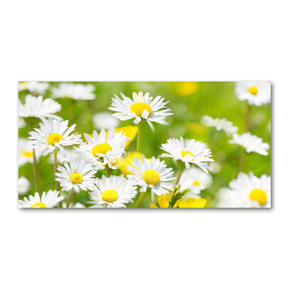 Wall art on glass Daisy