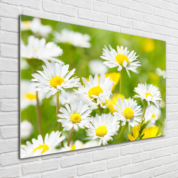 Wall art on glass Daisy