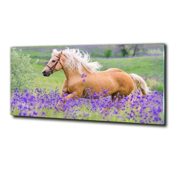 Wall art on glass Horse in the field of lavender