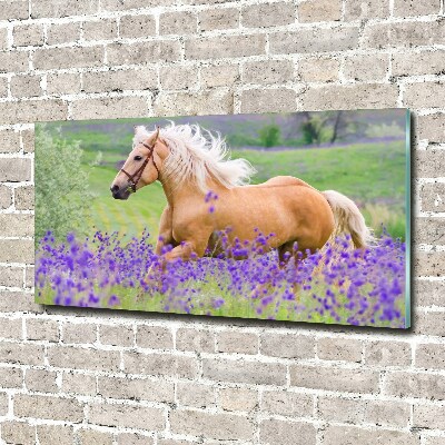 Wall art on glass Horse in the field of lavender