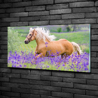 Wall art on glass Horse in the field of lavender