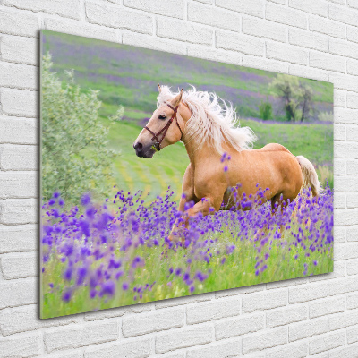 Wall art on glass Horse in the field of lavender