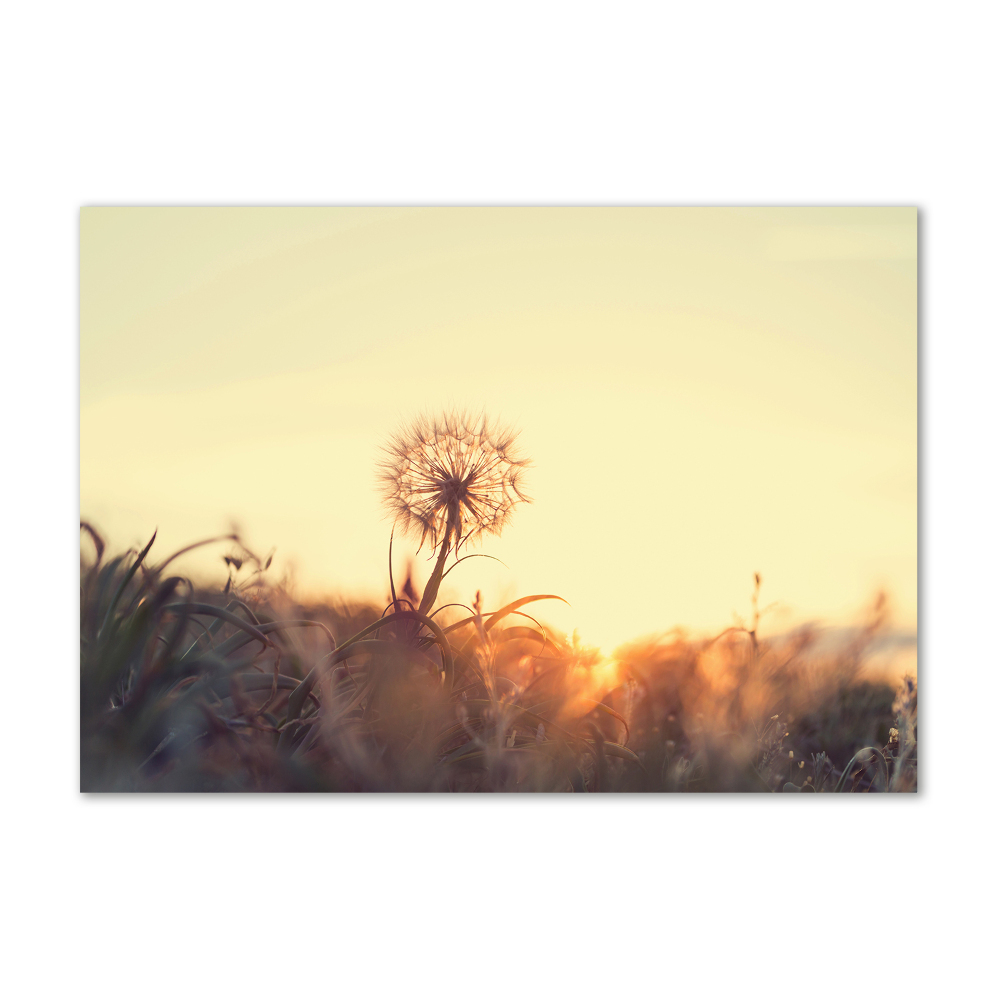 Glass art print Dandelion