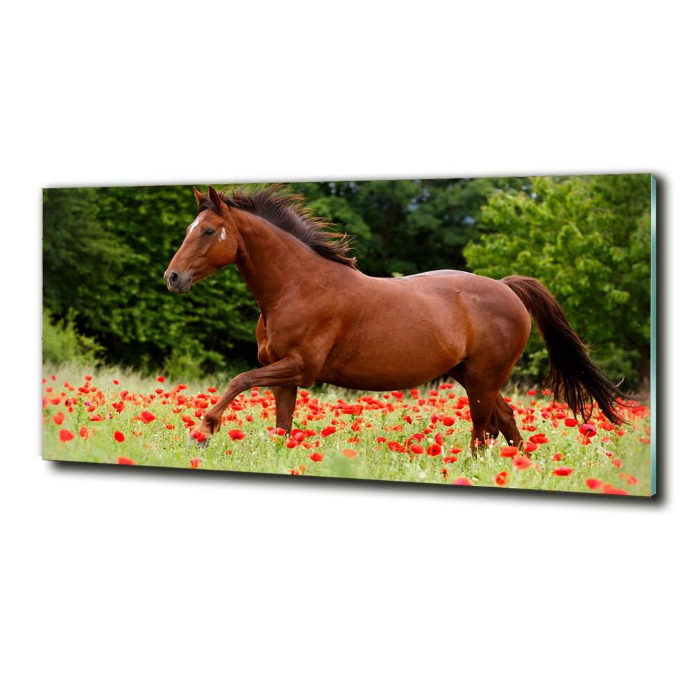 Wall art on glass A horse in the field of poppies