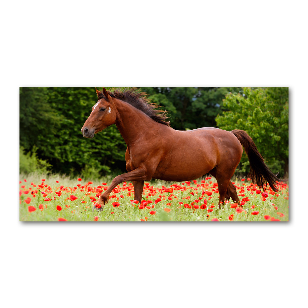 Wall art on glass A horse in the field of poppies