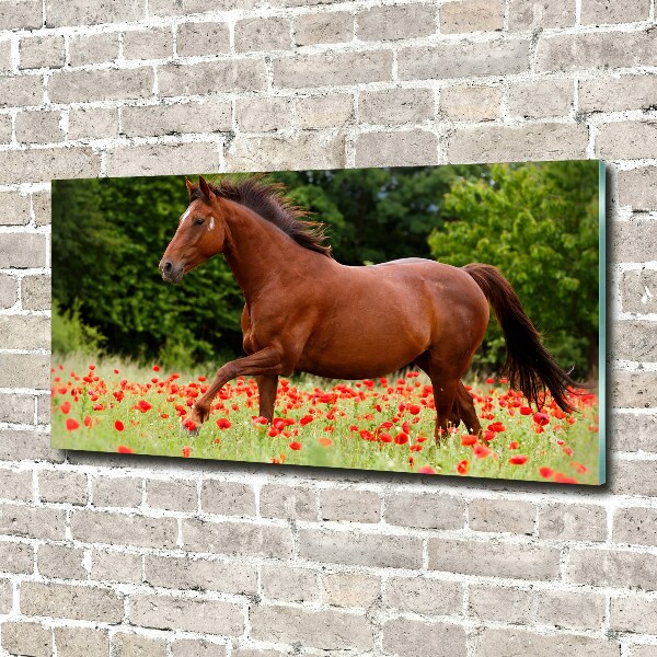 Wall art on glass A horse in the field of poppies