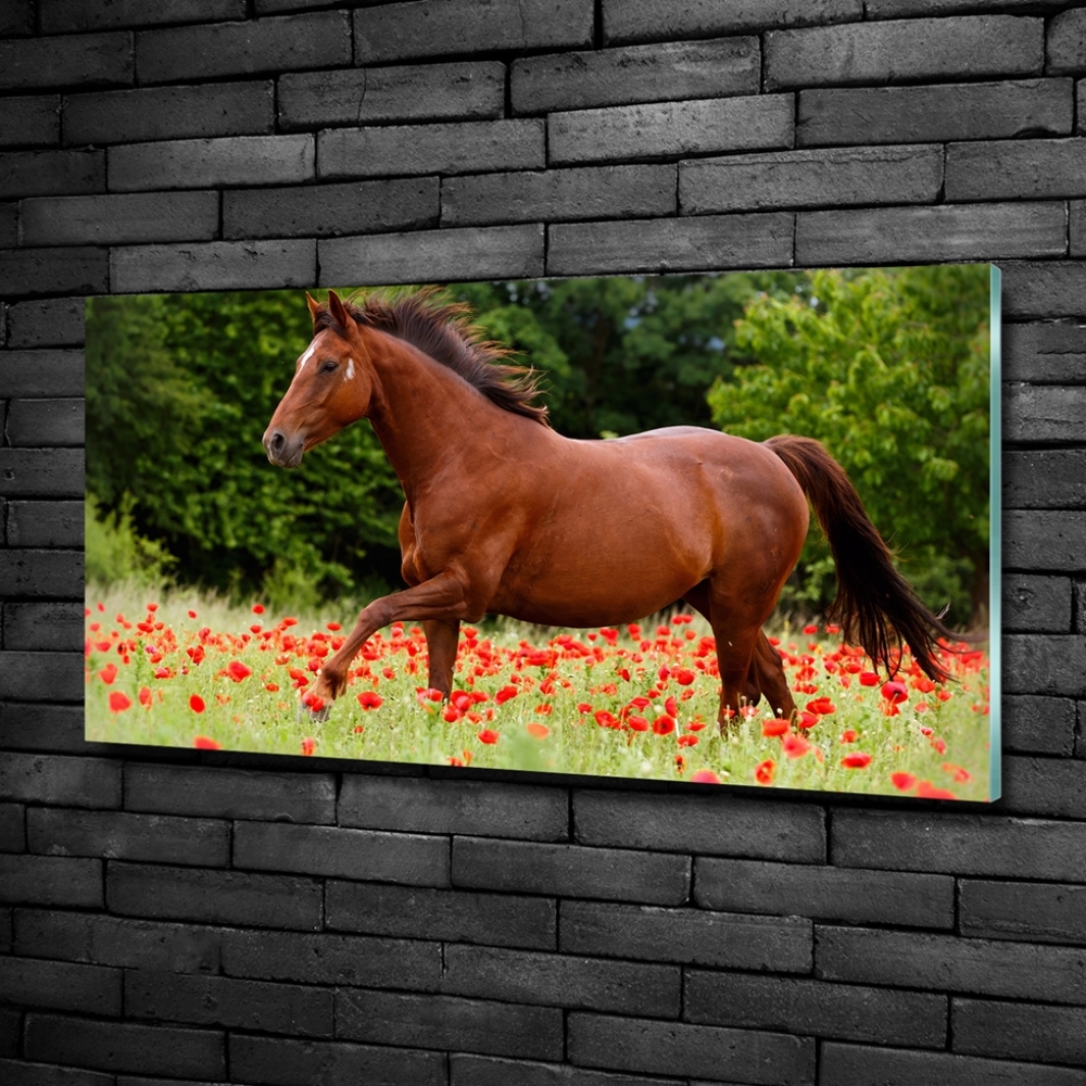 Wall art on glass A horse in the field of poppies