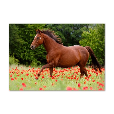 Wall art on glass A horse in the field of poppies