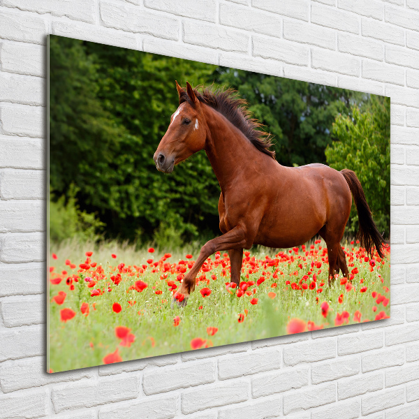 Wall art on glass A horse in the field of poppies