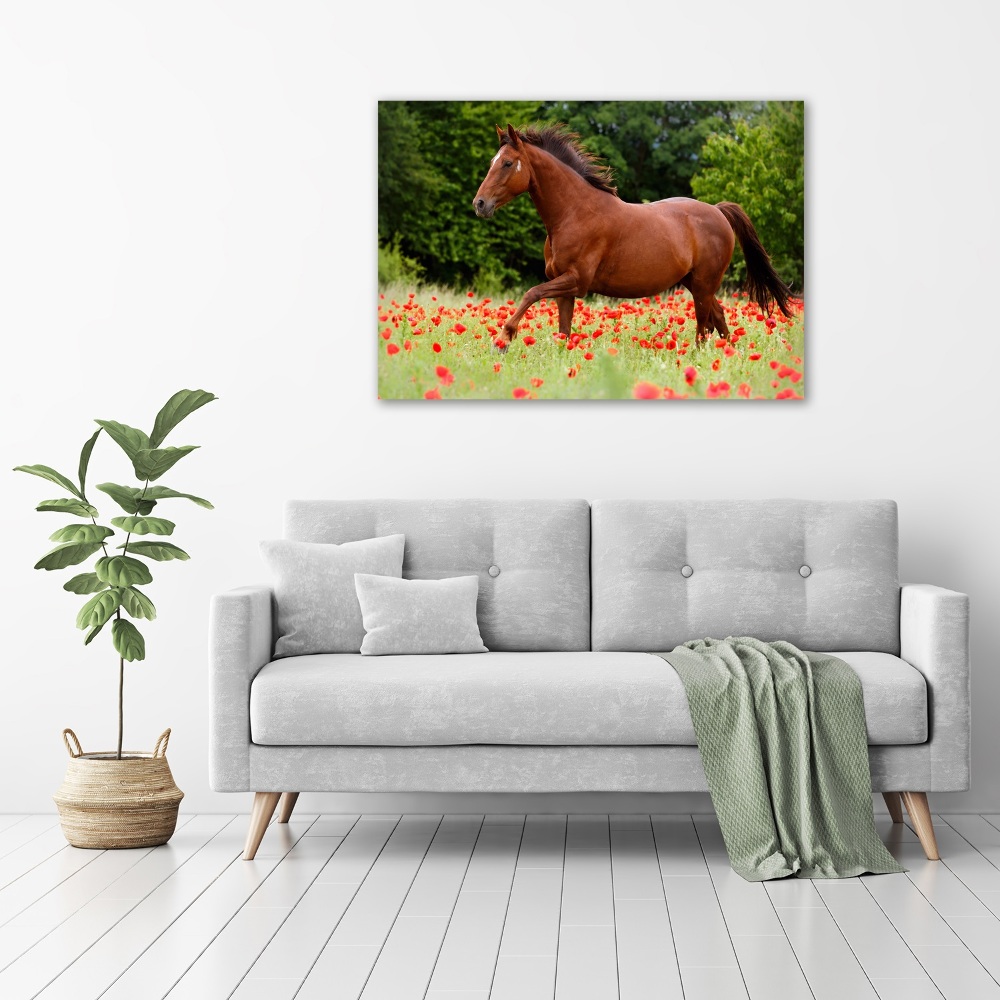 Wall art on glass A horse in the field of poppies