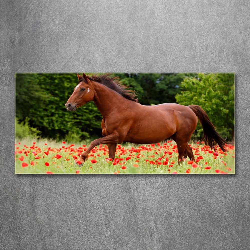 Wall art on glass A horse in the field of poppies