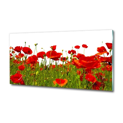 Wall art on glass Field poppies