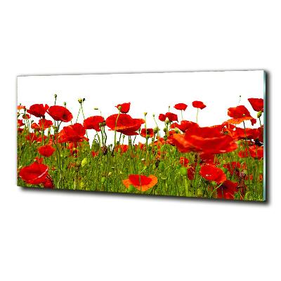 Wall art on glass Field poppies