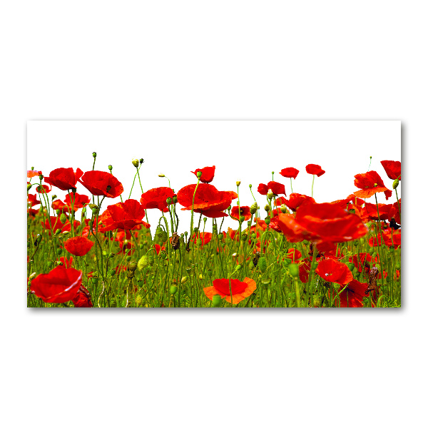 Wall art on glass Field poppies