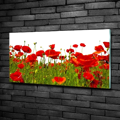 Wall art on glass Field poppies