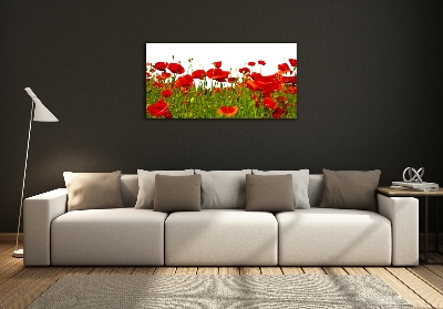 Wall art on glass Field poppies