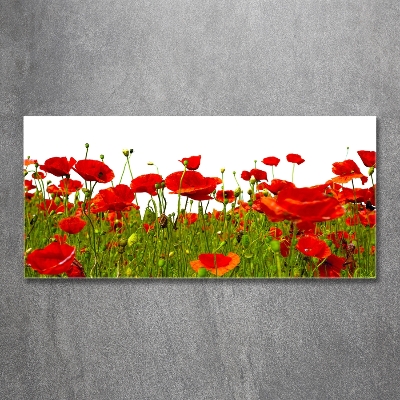 Wall art on glass Field poppies