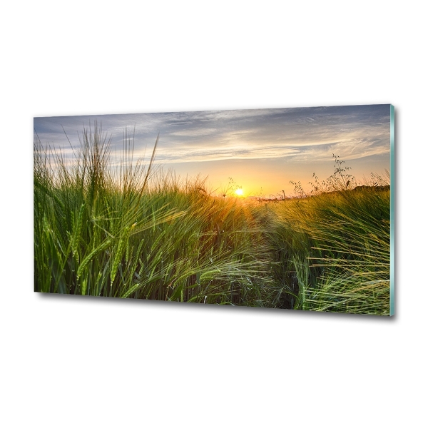Wheat field