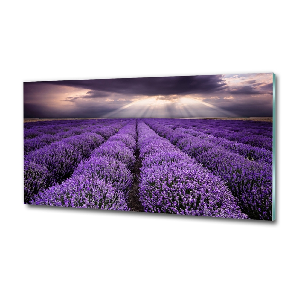 Glass art print Lavender field