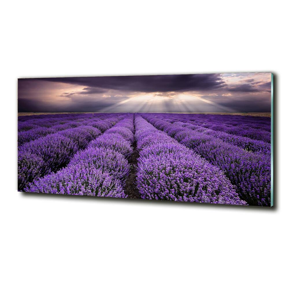 Glass art print Lavender field