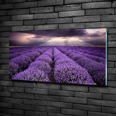 Glass art print Lavender field