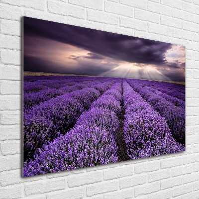 Glass art print Lavender field