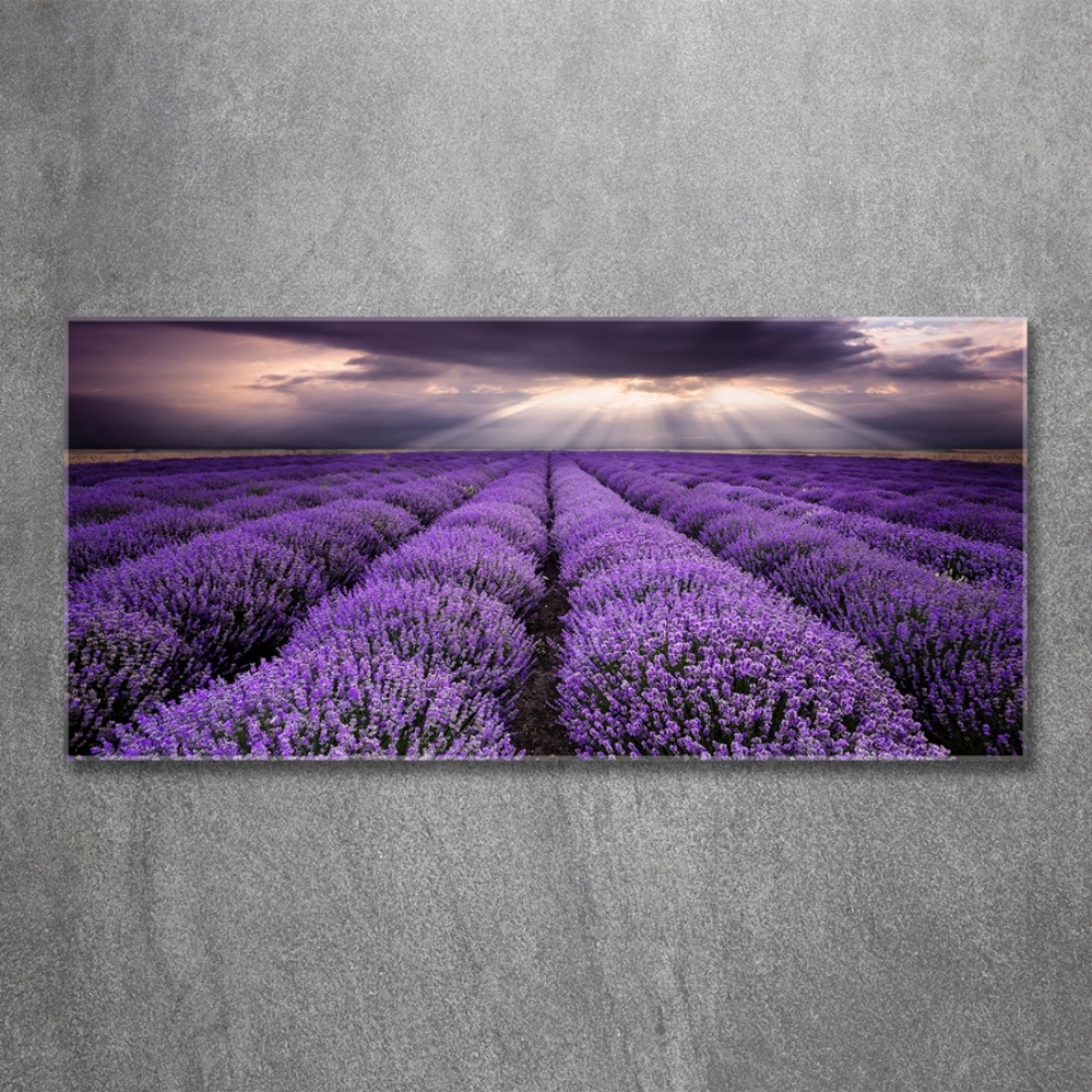 Glass art print Lavender field