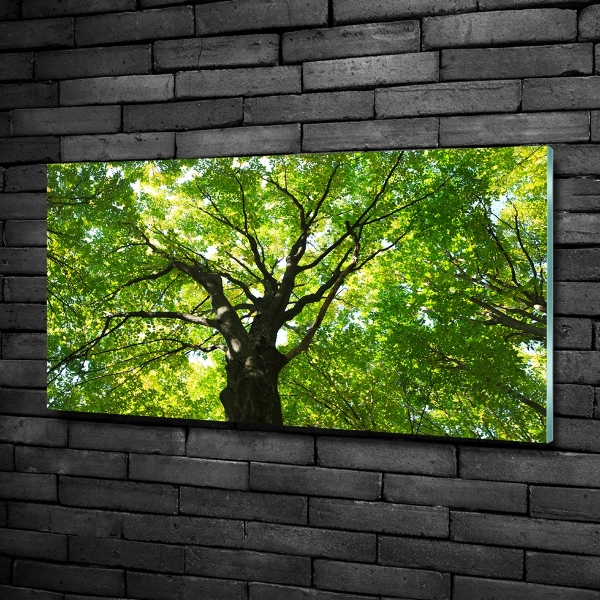 Glass art print Green forest