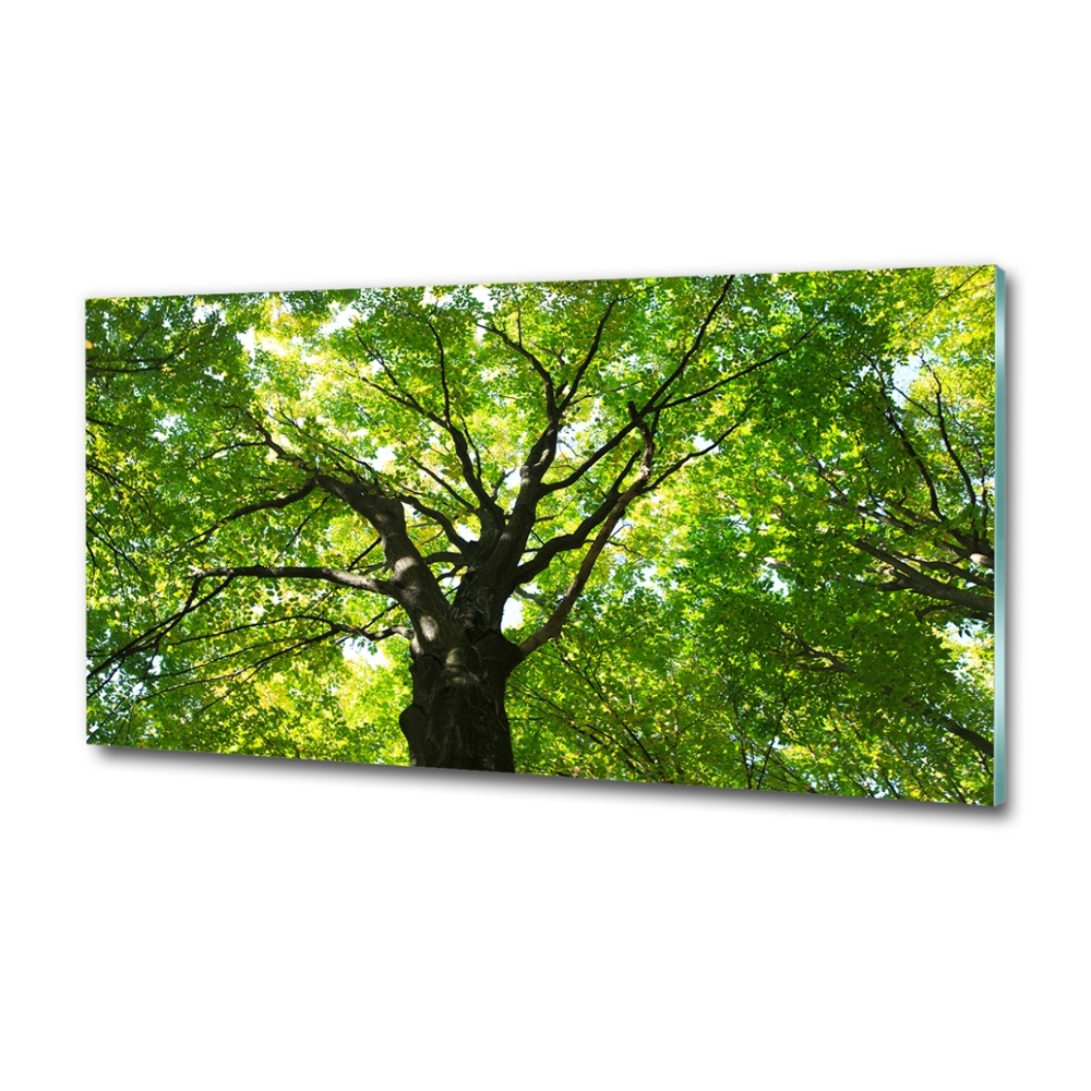 Glass art print Green forest