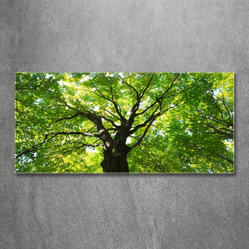 Glass art print Green forest