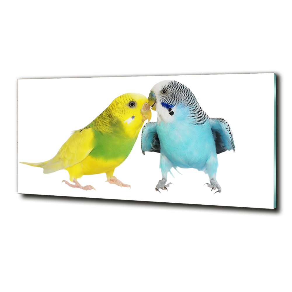 Wall art on glass Faded parakeets