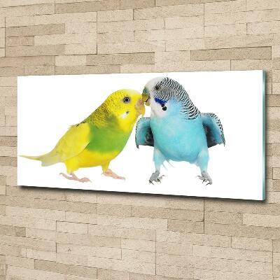 Wall art on glass Faded parakeets