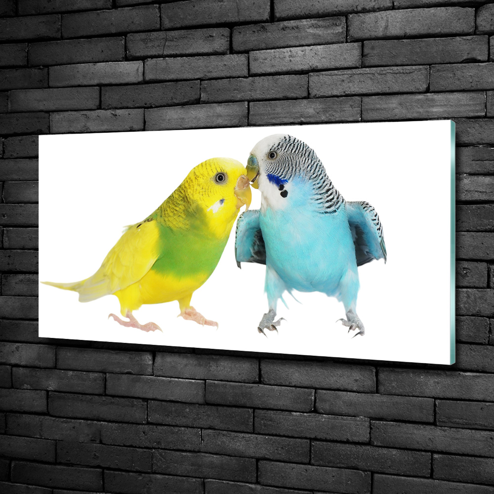 Wall art on glass Faded parakeets