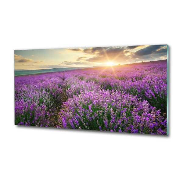 Lavender field