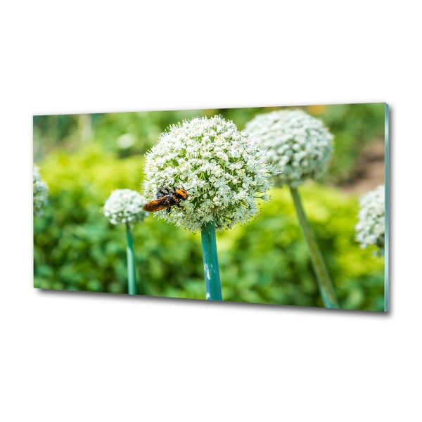 Wall art on glass Flowering garlic