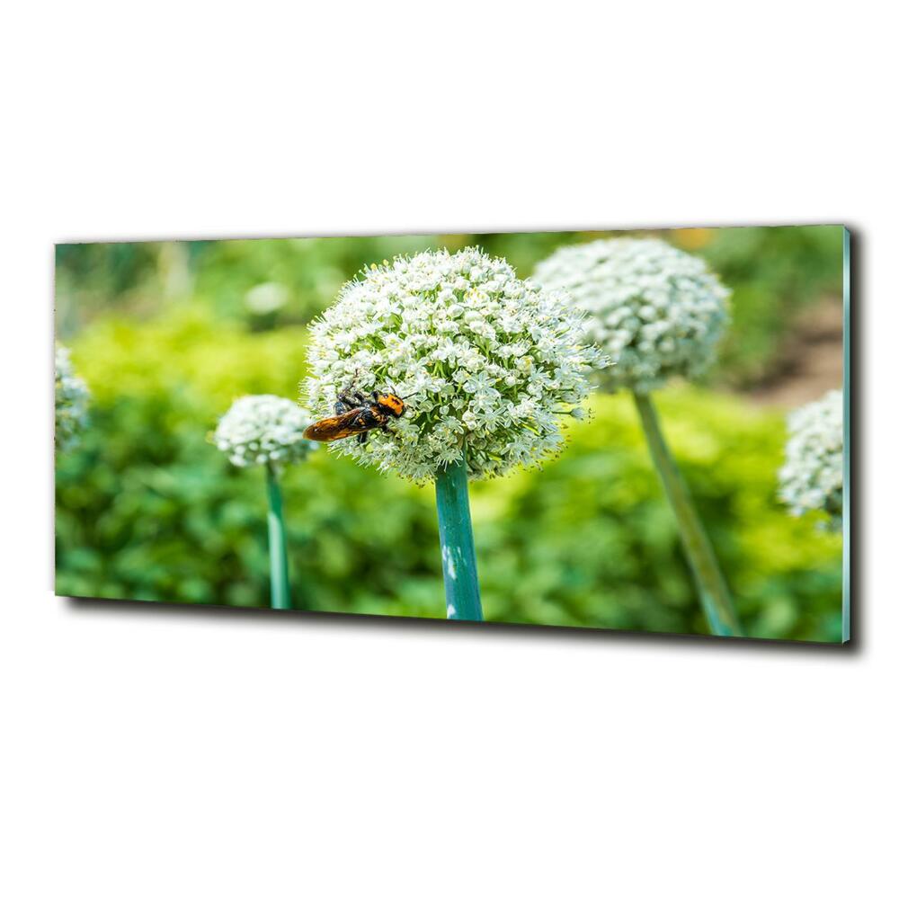 Wall art on glass Flowering garlic