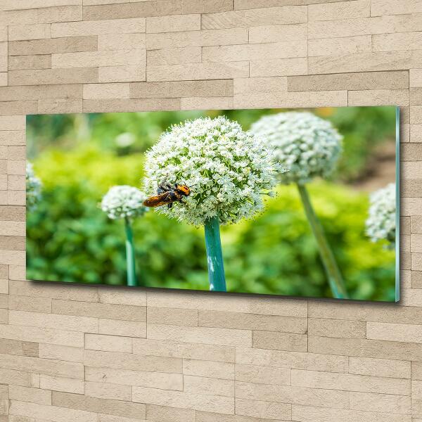 Wall art on glass Flowering garlic