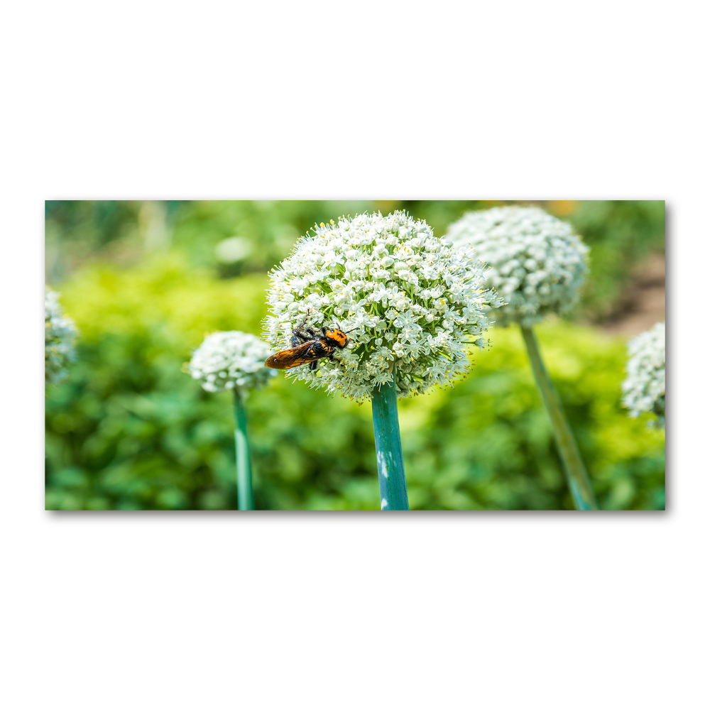 Wall art on glass Flowering garlic