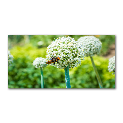 Wall art on glass Flowering garlic