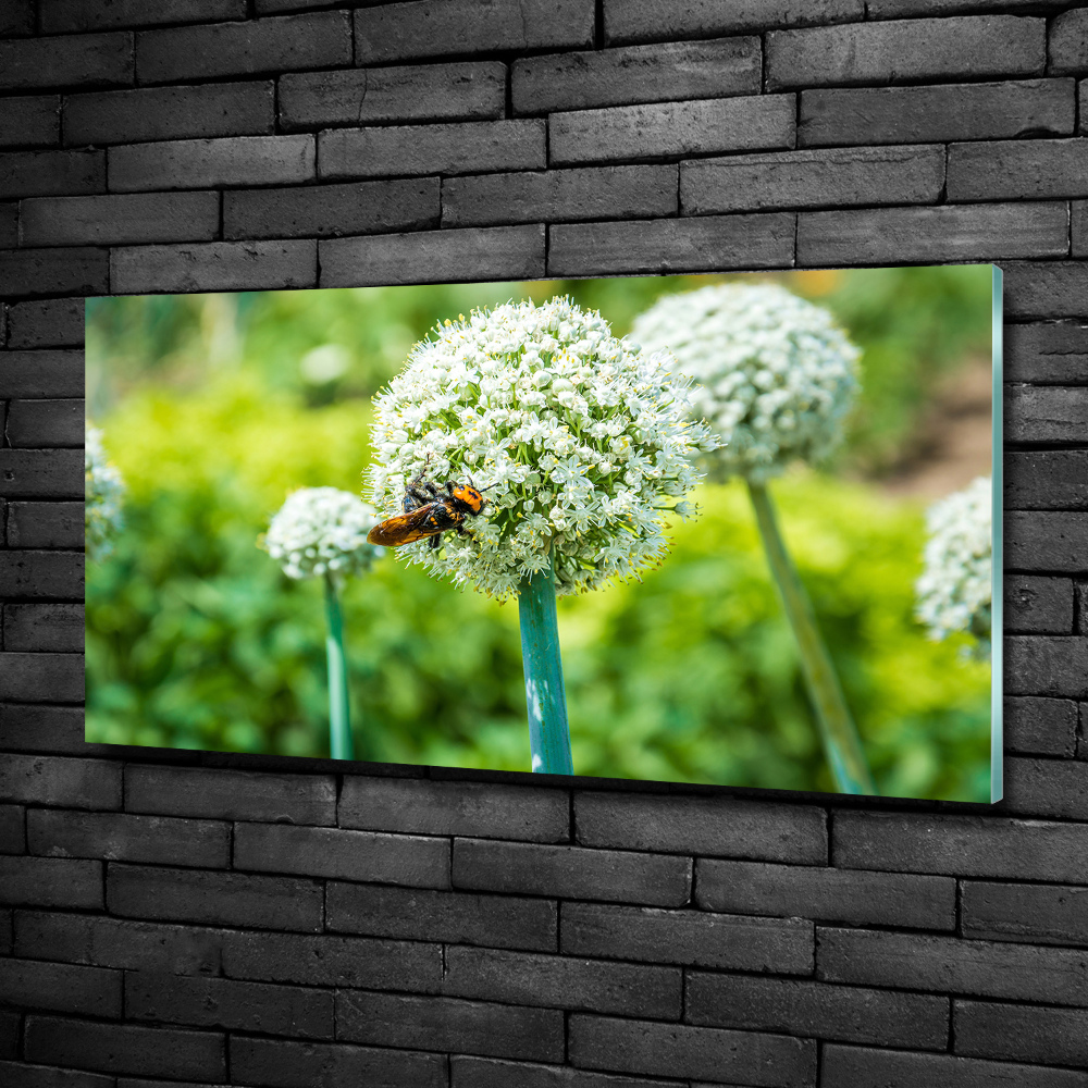 Wall art on glass Flowering garlic