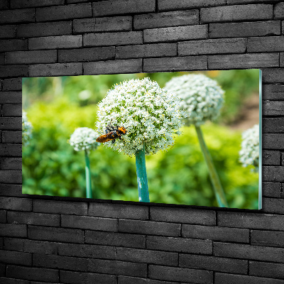 Wall art on glass Flowering garlic