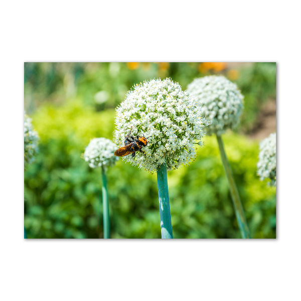 Wall art on glass Flowering garlic