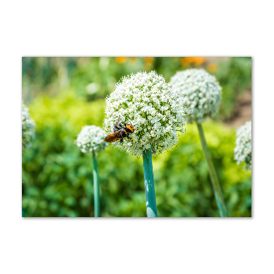 Wall art on glass Flowering garlic