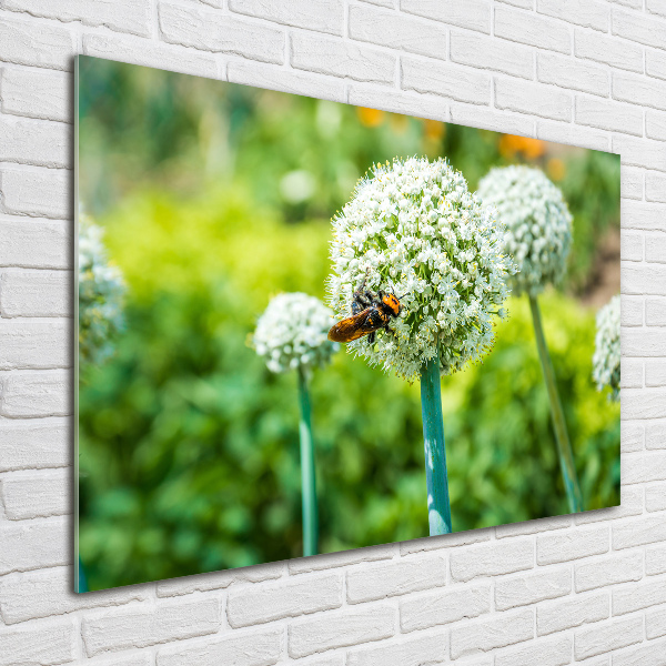 Wall art on glass Flowering garlic