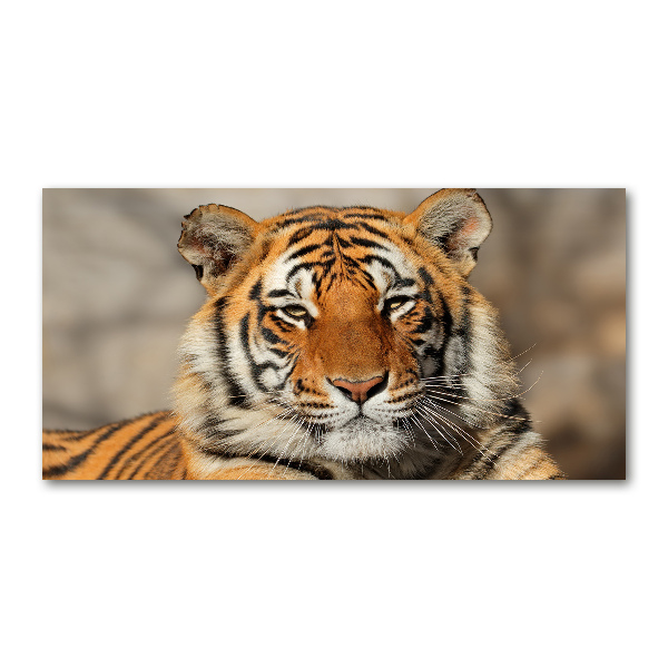 Wall art on glass Bengal tiger